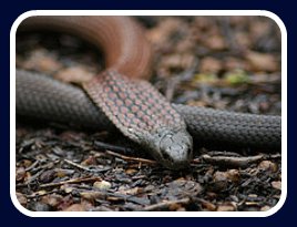 snake bite first aid snake bite first aid
