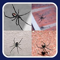 Black widow spider