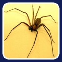 first aid for brown recluse spider bite