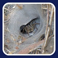 First Aid for Funnel Web bite