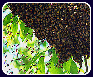 bee swarm hive