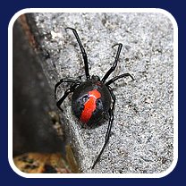 red back spider