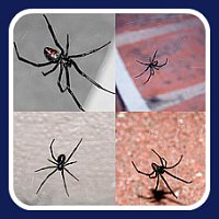 Black widow spider