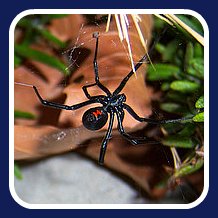 black widow spider first aid