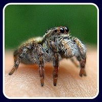 spider bite first aid